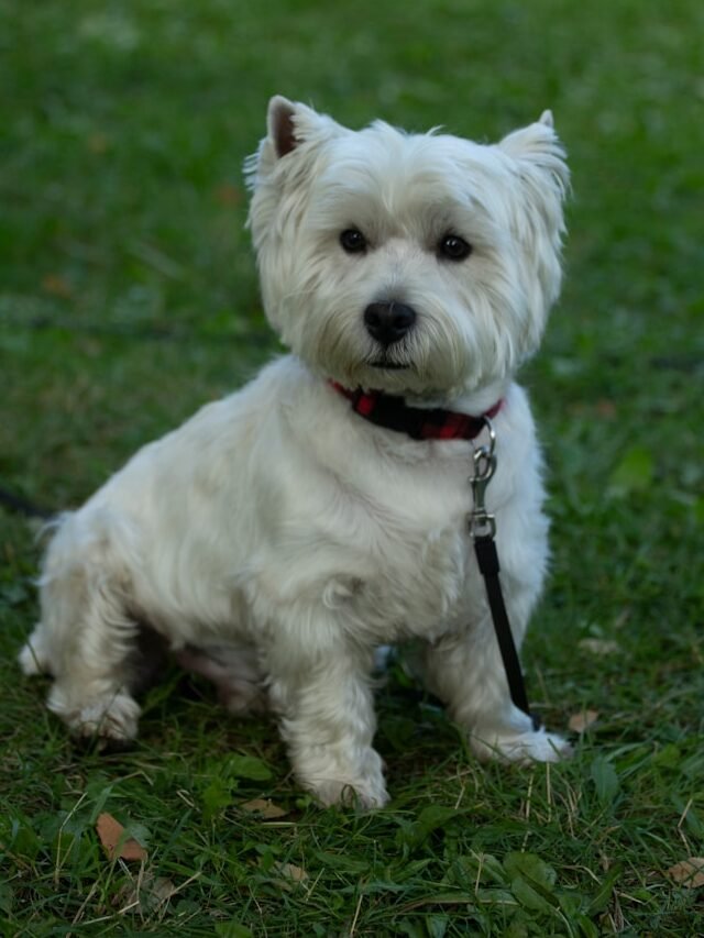 Top Rarest Habits Of West Highland White Terrier